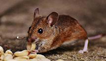 24 Hour & Emergency Exterminators in Prospect, VA